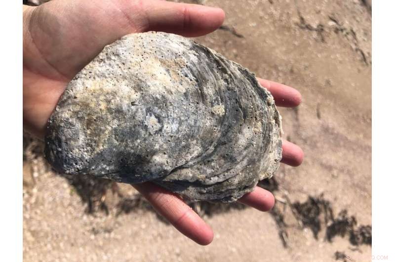 Revolutionary Underwater Sound Tech Accelerates Oyster Reef Restoration