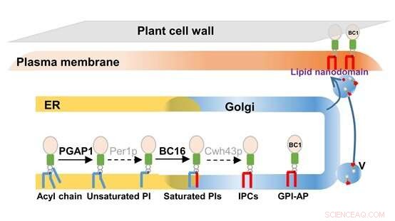 New Protein Unveiled: Key Regulator of Plant Cell Wall Mechanics