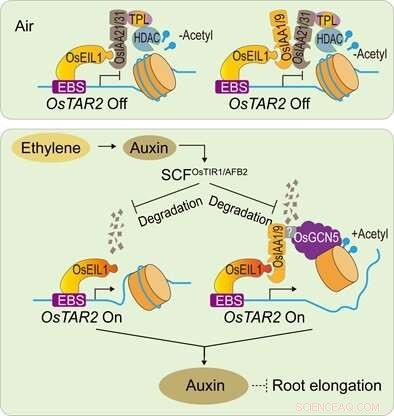 Researchers Reveal Novel Ethylene–Auxin Crosstalk Driving Auxin Production in Rice Roots