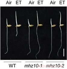 Researchers Reveal Novel Ethylene–Auxin Crosstalk Driving Auxin Production in Rice Roots