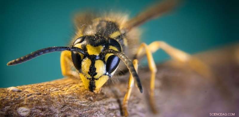 Wasp Populations: Expert Explains Why Panic Isn t Needed