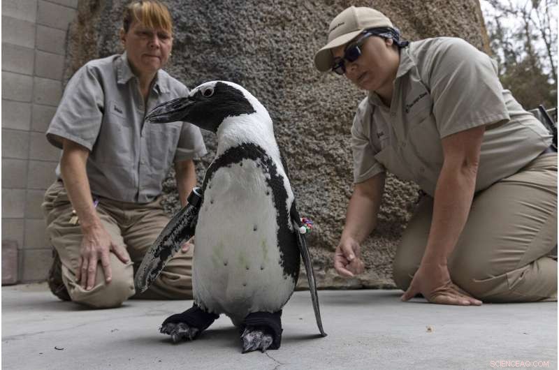 San Diego Zoo s African Penguin Receives Custom Orthopedic Footwear for Degenerative Condition