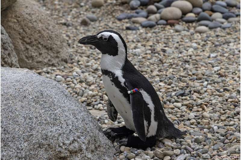 San Diego Zoo s African Penguin Receives Custom Orthopedic Footwear for Degenerative Condition