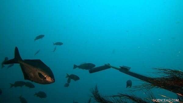 Citizen‑Captured Images Reveal Marine Life Shifting South as Australian Oceans Warm