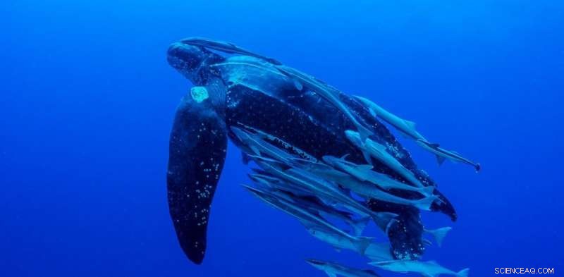 New Zealand’s Inaction on Turtle Bycatch Threatens Leatherbacks and Reputation