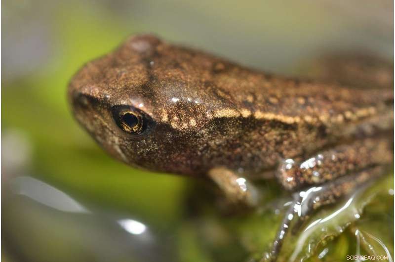 New Research Offers Hope: Captive Breeding Reduces Bd Fungus Threat to Frogs