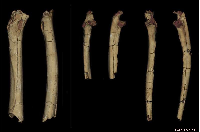 New Fossil Findings Could Confirm Sahelanthropus as Earliest Human Ancestor