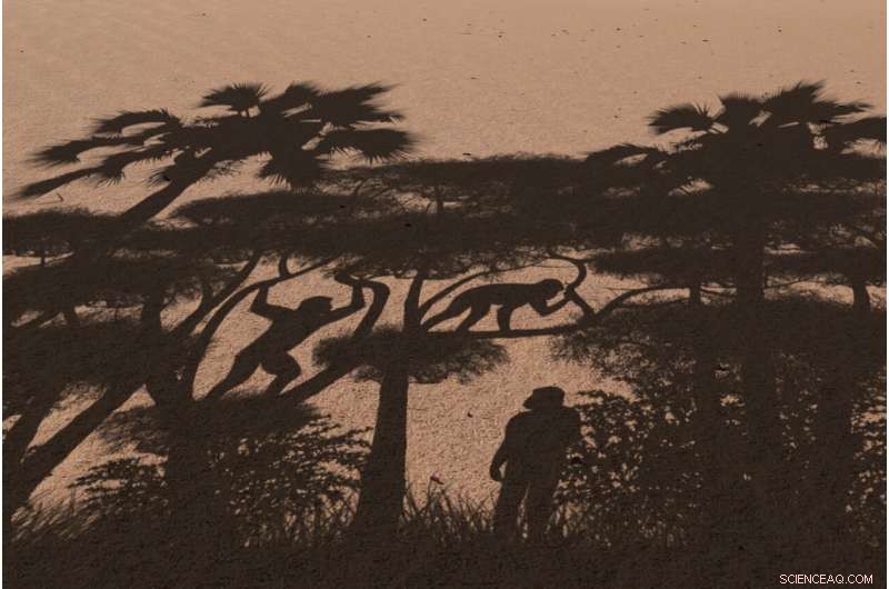 New Fossil Findings Could Confirm Sahelanthropus as Earliest Human Ancestor