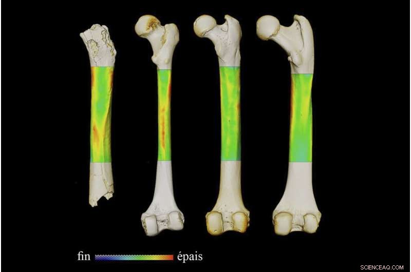 New Fossil Findings Could Confirm Sahelanthropus as Earliest Human Ancestor