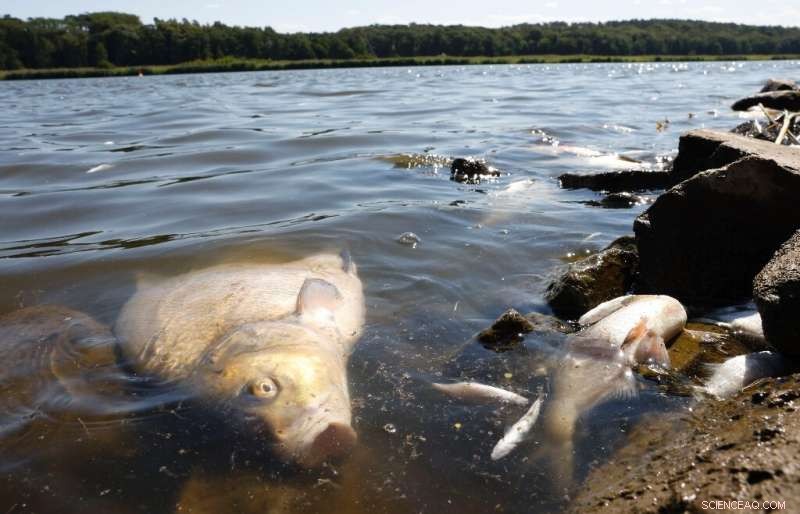 Oder River Fish Die-Off: Economic Toll on Local Tourism