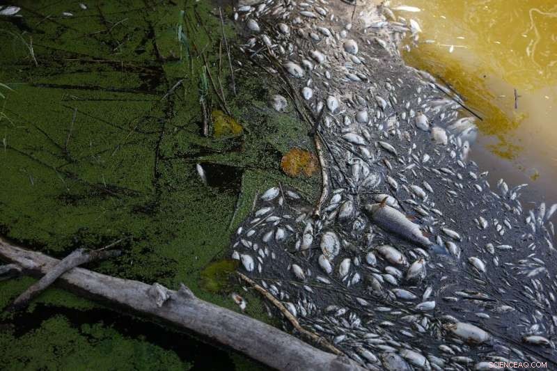 Oder River Fish Die-Off: Economic Toll on Local Tourism