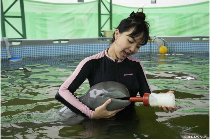 Rescued Dolphin Calf Recovers with Tube-Fed Milk and Expert Care