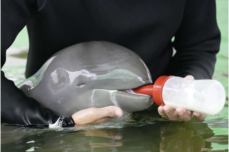 Rescued Dolphin Calf Recovers with Tube-Fed Milk and Expert Care