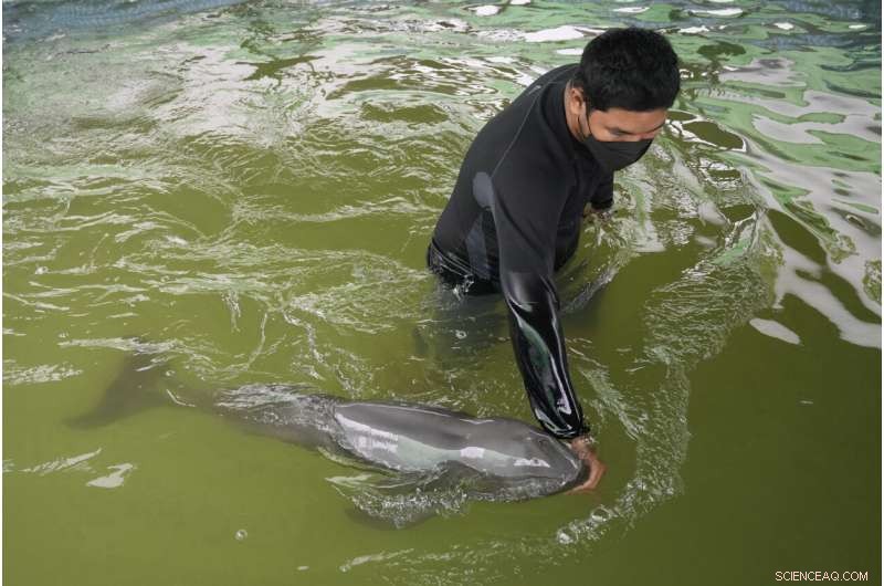 Rescued Dolphin Calf Recovers with Tube-Fed Milk and Expert Care