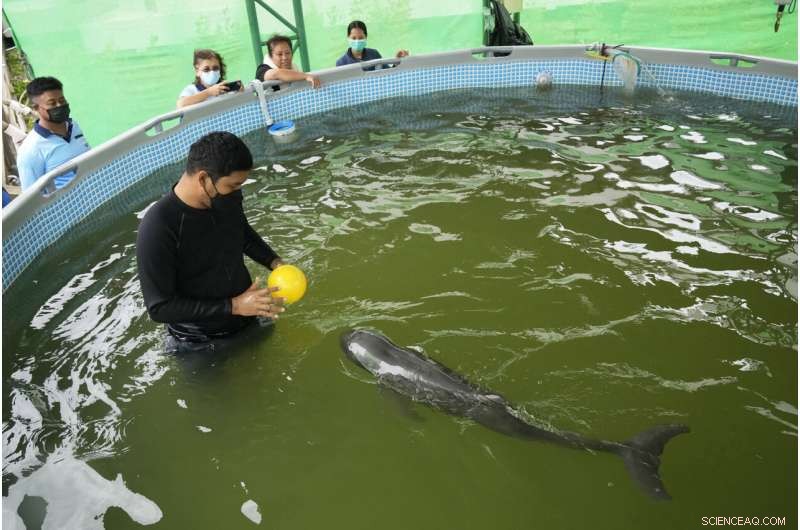 Rescued Dolphin Calf Recovers with Tube-Fed Milk and Expert Care