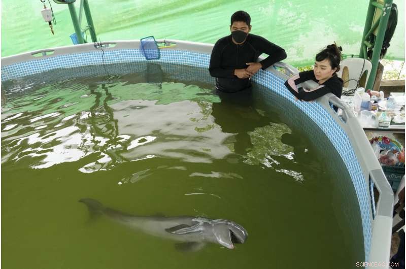 Rescued Dolphin Calf Recovers with Tube-Fed Milk and Expert Care