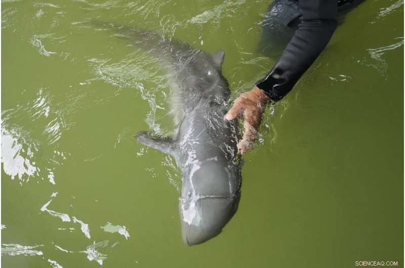 Rescued Dolphin Calf Recovers with Tube-Fed Milk and Expert Care