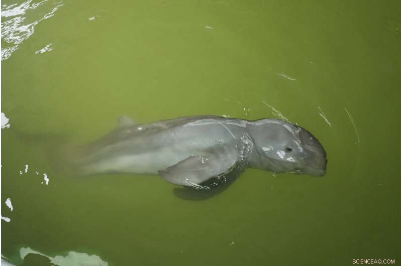 Rescued Dolphin Calf Recovers with Tube-Fed Milk and Expert Care