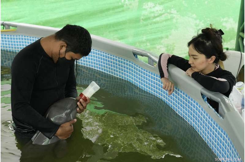 Rescued Dolphin Calf Recovers with Tube-Fed Milk and Expert Care