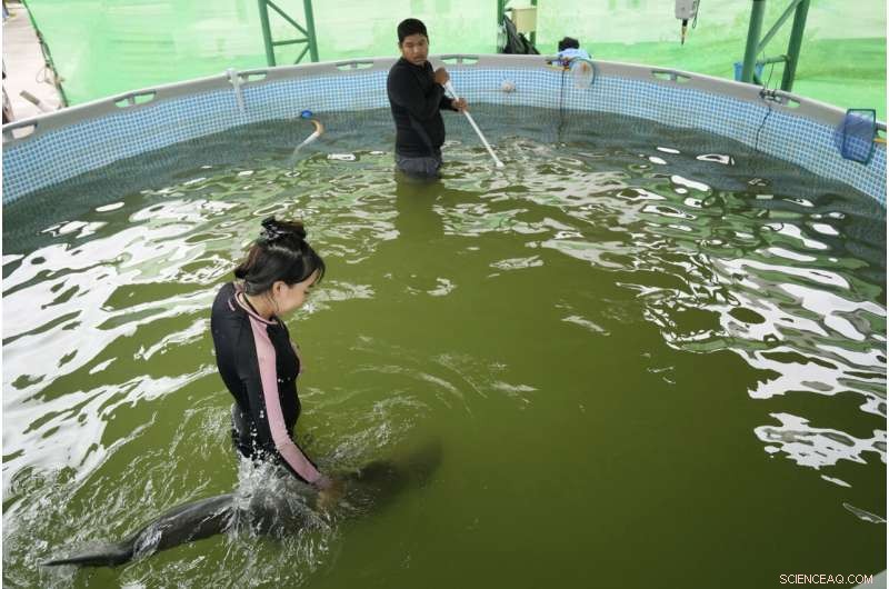 Rescued Dolphin Calf Recovers with Tube-Fed Milk and Expert Care