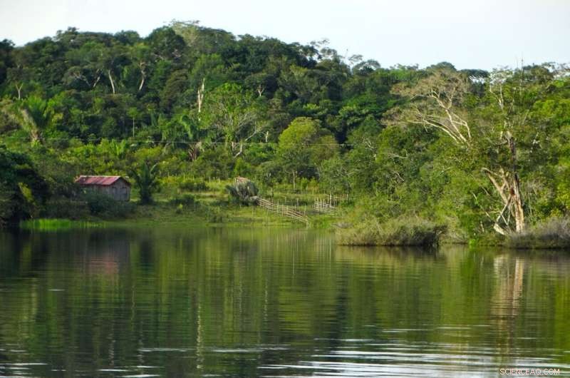Hydropower Dams Threaten Amazonian Forest Biodiversity: New UEA Study Warns of Extinctions