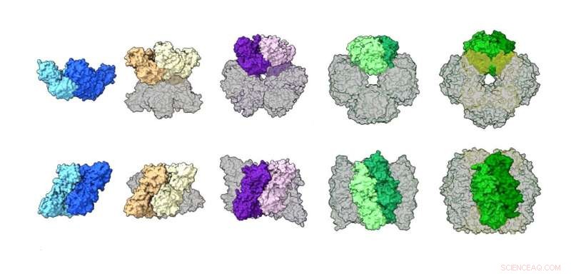 New Research Reveals Proteins Rapidly Shift Structures, Enhancing Plant Enzyme Function