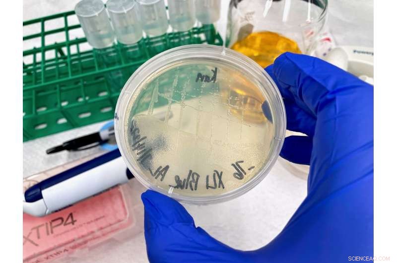 New Research Reveals Proteins Rapidly Shift Structures, Enhancing Plant Enzyme Function