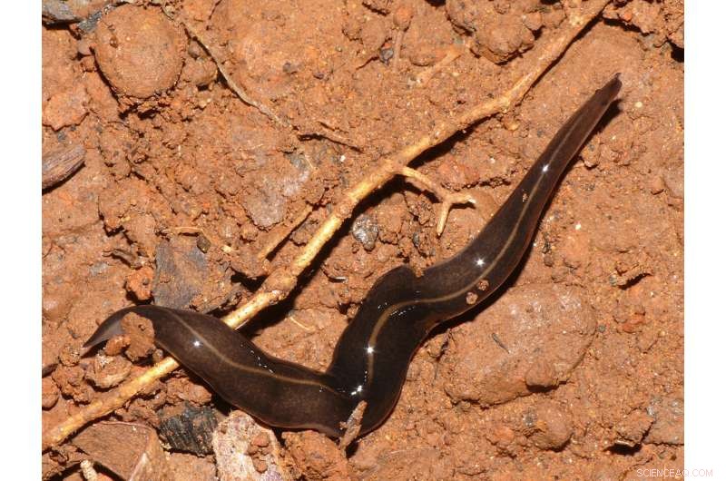 Beyond Slugs and Snails: Other Creatures Also Spread Rat Lungworm Disease