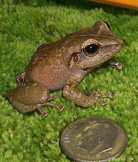 Beyond Slugs and Snails: Other Creatures Also Spread Rat Lungworm Disease