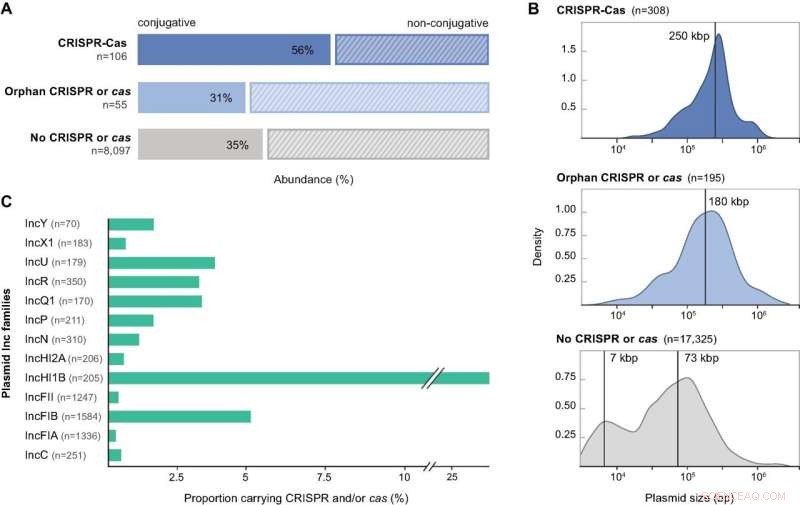 Genetic Parasite Competition Opens New Avenues for Bacterial Defense