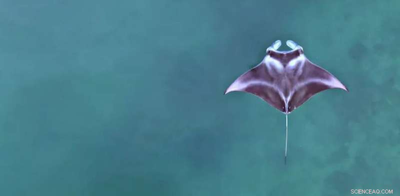 New Insights into Baby Manta Rays’ Early Lives in Indonesia’s Wayag Lagoon