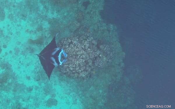 New Insights into Baby Manta Rays’ Early Lives in Indonesia’s Wayag Lagoon