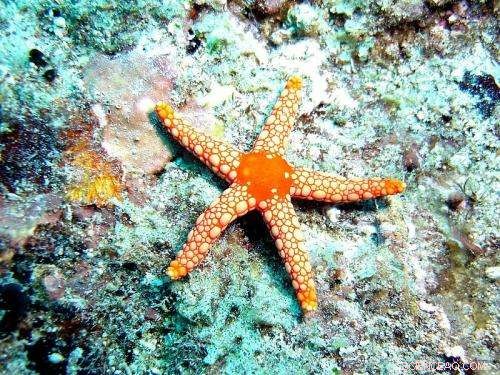 Starfish Reveal Evolutionary Roots of Puberty Hormone, Illuminating Human Sexual Development