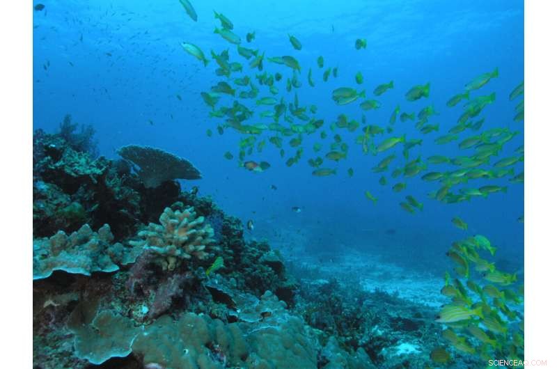 Stony Corals Use Advanced Ventilation to Shield Against Environmental Stress