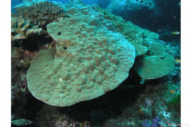 Stony Corals Use Advanced Ventilation to Shield Against Environmental Stress