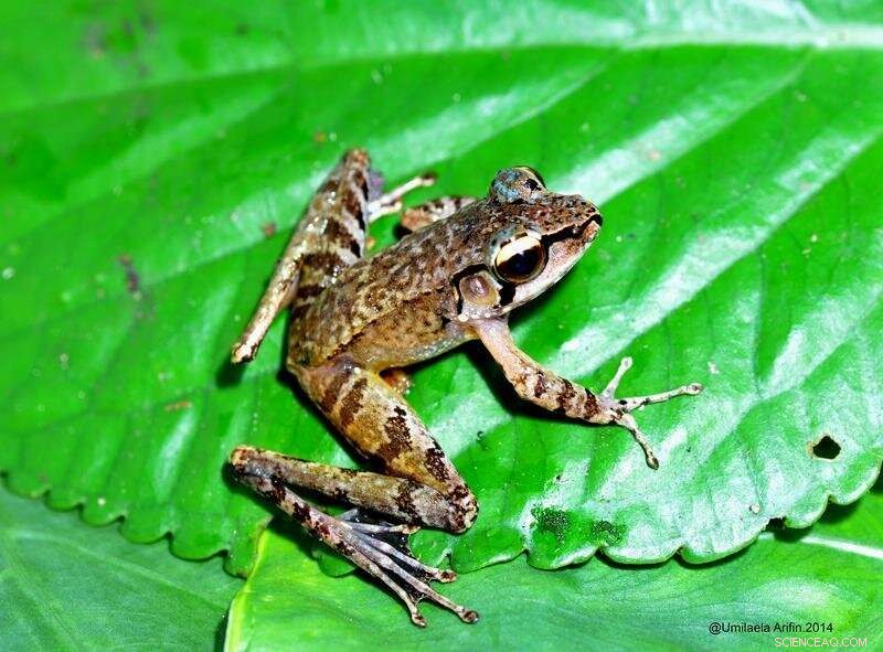 How River Systems Shaped the Evolution of Sumatran Cascade Frogs
