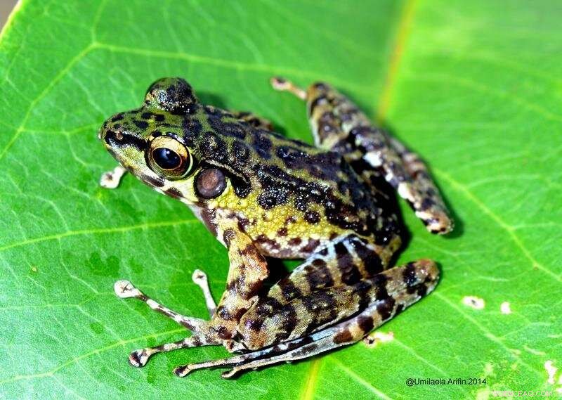 How River Systems Shaped the Evolution of Sumatran Cascade Frogs