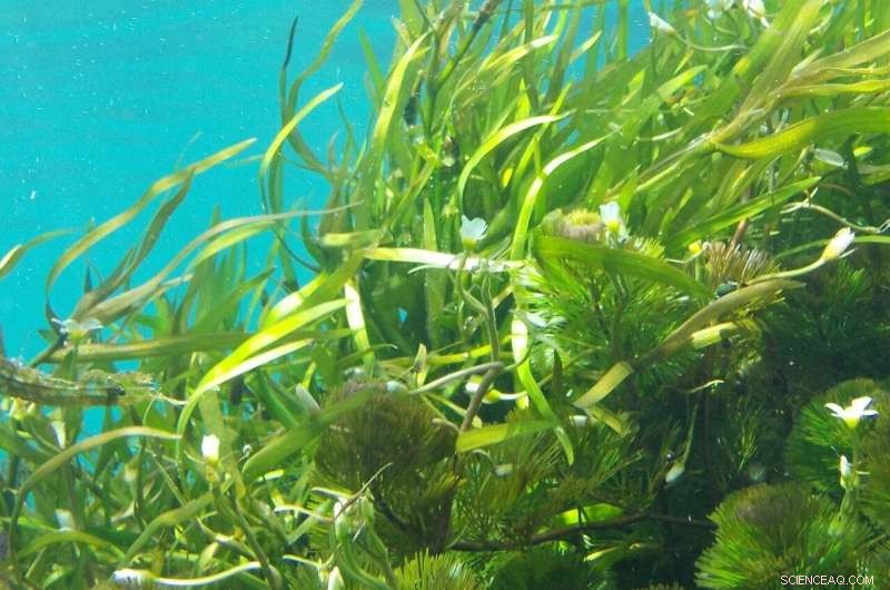 Seaweed‑Munching Cow Nugget Offers a Low‑Methane Solution