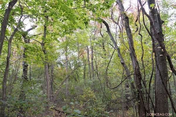 Monarch Butterfly Survival Depends on International Conservation Efforts