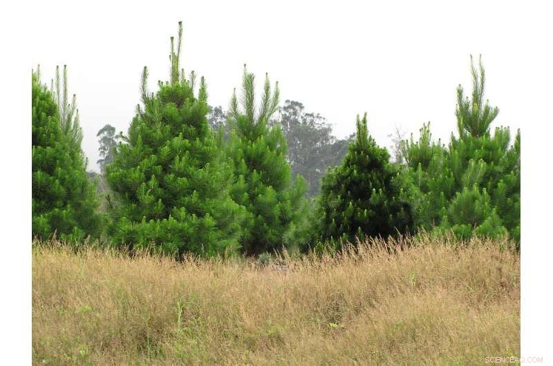 Radiata Pine: Unexpected Spread Across New Zealand Revealed