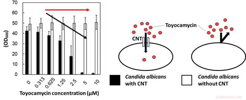 New Insight into Toyocamycin Uptake: Promising Advances for Antifungal Therapy