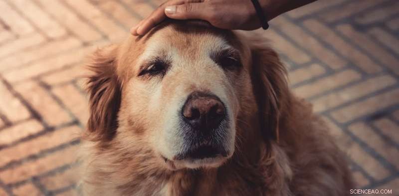 Canine Dementia: How Regular Walks Can Reduce the Risk in Senior Dogs
