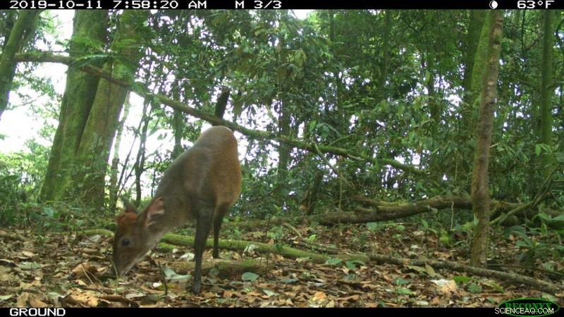 New MSU Model Enhances Biodiversity Monitoring Using Low-Cost Camera Traps