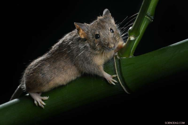 Scientists Achieve First Sustainable Chromosome Fusion in Lab Mice
