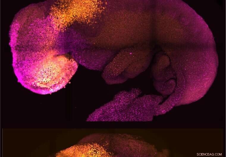 Stem‑Cell‑Derived Synthetic Mouse Embryo Exhibits Beating Heart and Brain Precursors