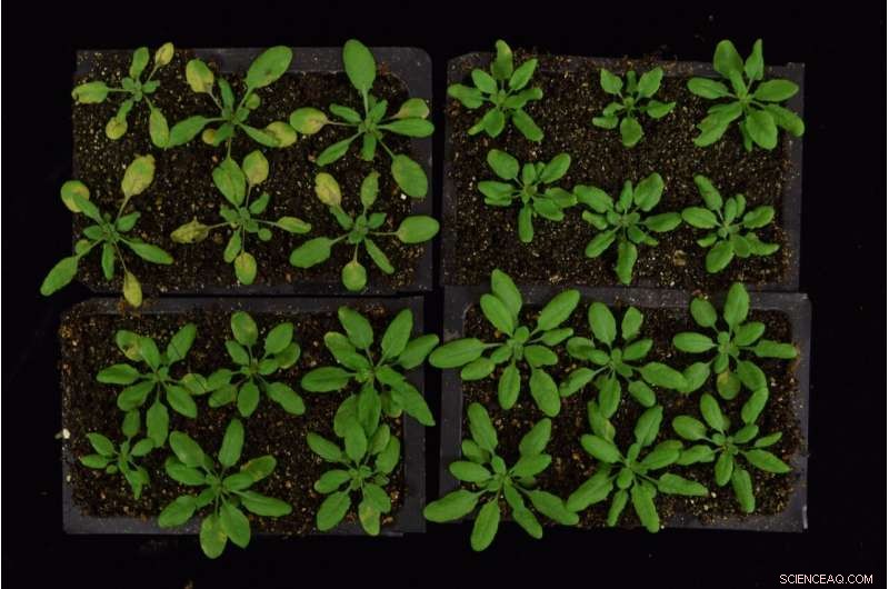 Plants Rewire Their Cells to Combat Invaders