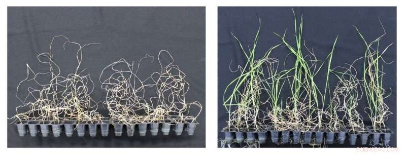 Ethanol Soil Pretreatment Boosts Plant Survival During Drought