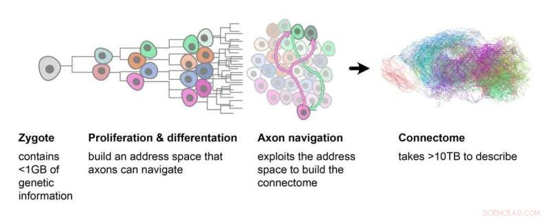 How Cell Division Drives Neural Network Formation During Brain Development
