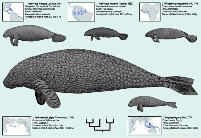 Tracing Manatee Evolution: New Study Maps Their Global Oceanic History