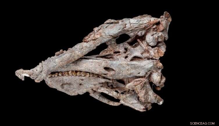 Lesothosaurus: One of the First Herd‑Forming Jurassic Dinosaurs